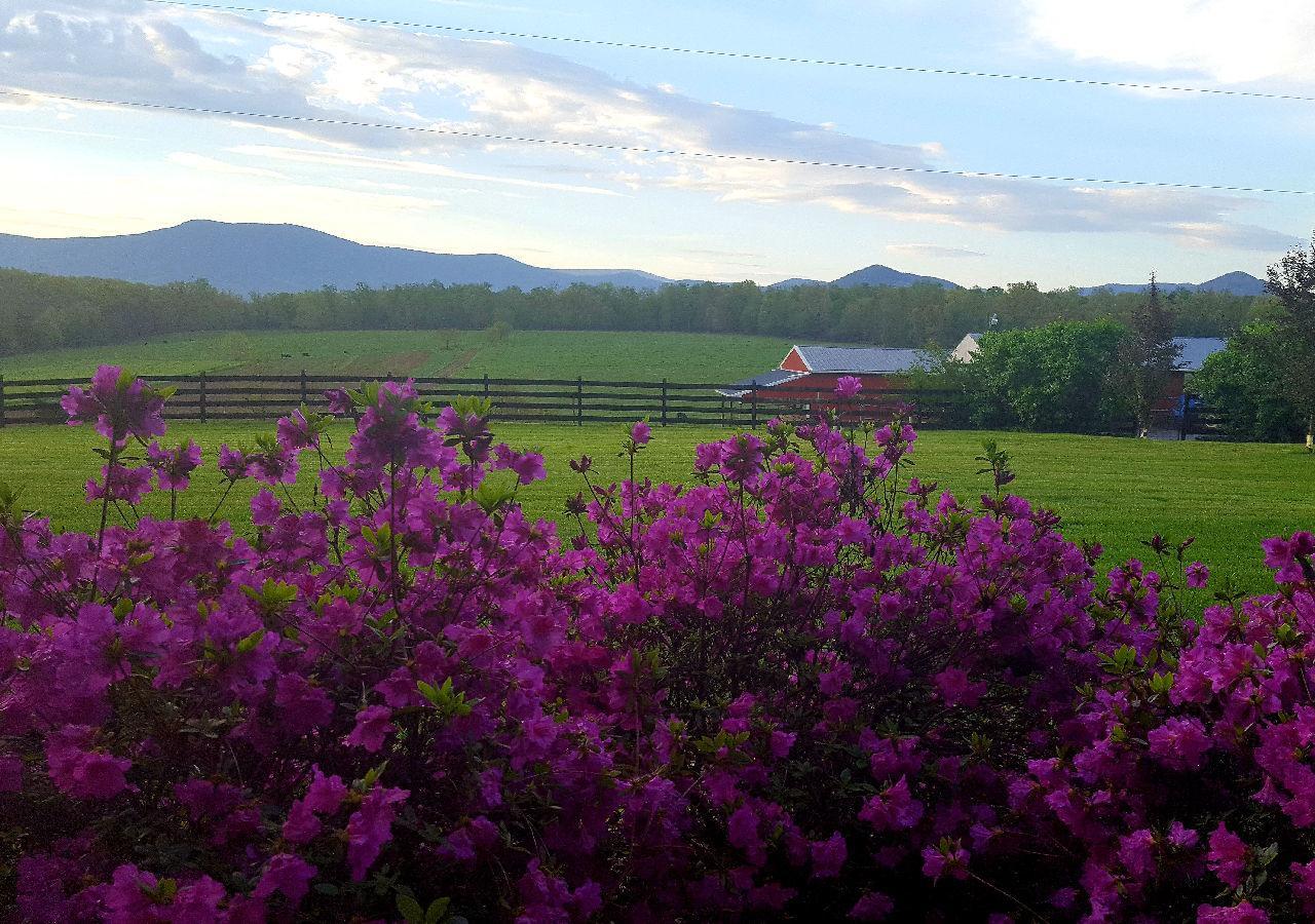 Piney Hill B&B And Cottages Luray Eksteriør bilde
